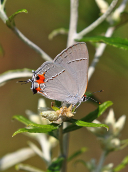 Gray Hairstreak